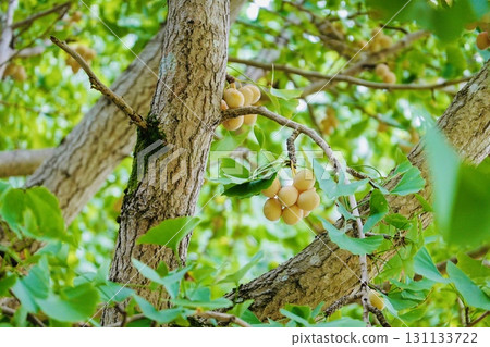 Ginkgo tree and ginkgo Ginkgo tree and ginkgo 131133722
