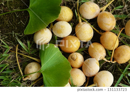 Autumn taste ginkgo Autumn taste ginkgo 131133723
