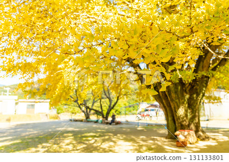 The golden ginkgo tree of Kawachi in Minamiise Town, Mie Prefecture 131133801