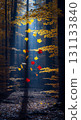 Autumn leaves falling in the forest and a landscape of light 131133840