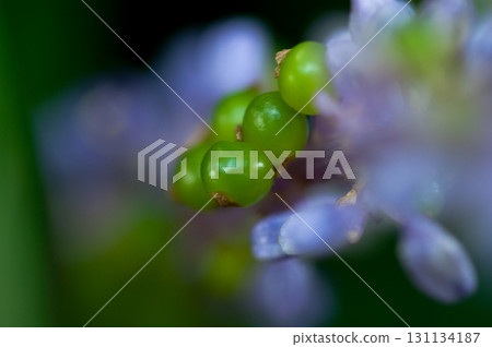 Orchid fruit 131134187