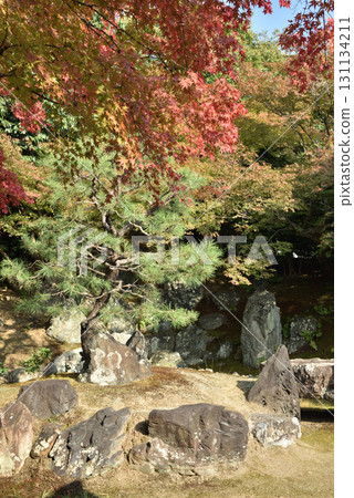 秋季的圓德院北庭園(京都市東山區) 秋季的圓德院北庭園(京都市東山區) 131134211