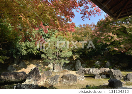 秋季的圓德院北庭園（京都市東山區） 131134213