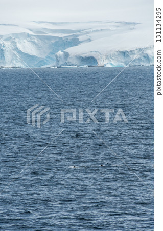 Antarctic landscape near Anvers Island 131134295