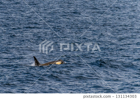 Killer whales in the Antarctic 131134303