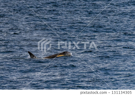 Killer whales in the Antarctic Killer whales in the Antarctic 131134305