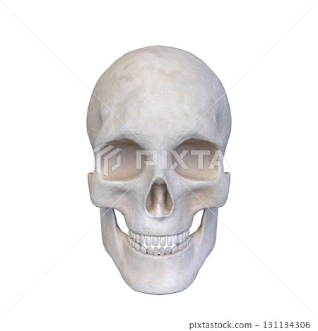 Skeleton face close up 131134306