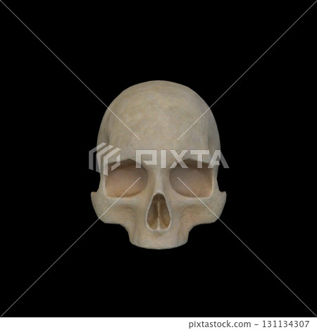Skeleton face close up 131134307