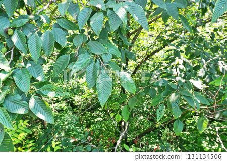 Green leaves of Alnus sieboldii (summer, July) Green leaves of Alnus sieboldii (summer, July) 131134506