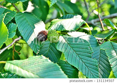 Green and brown fruits of the Alnus sieboldii (summer, July) 131134507