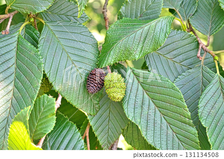 Green and brown fruits of the Alnus sieboldii (summer, July) 131134508