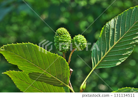 Green berries of the Japanese yew tree (summer, July) 131134511