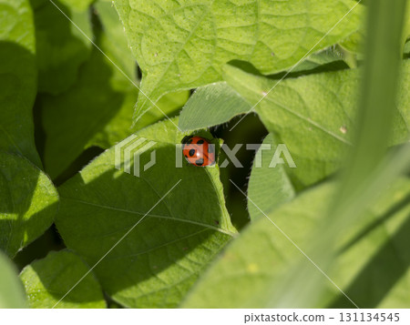 Seven-spotted ladybug resting on a leaf in the field Seven-spotted ladybug resting on a leaf in the field 131134545