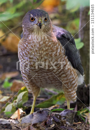 Cooper's Hawk with his prey in the forest, Canada Cooper's Hawk with his prey in the forest, Canada 131134685