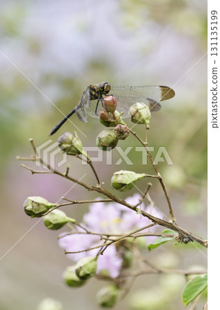 A dragonfly resting on a crape myrtle fruit 131135199