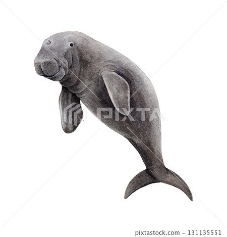 Dugong underwater animal vintage watercolor illustration. Hand drawn sea cow endangered marine life mammal. Single dugong isolated on white background 131135551