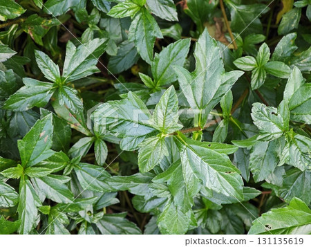 A field full of leaves of little yellow star. 131135619