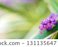 Yaburan 131135647