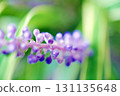 Yaburan 131135648