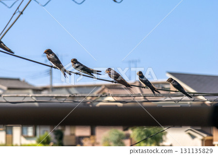 Swallows that stop on electric wires Swallows that stop on electric wires 131135829