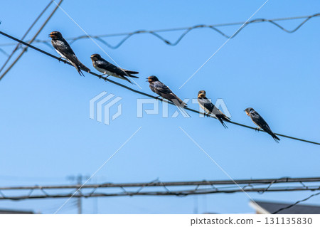 Sparrow stopping on a wire Sparrow stopping on a wire 131135830