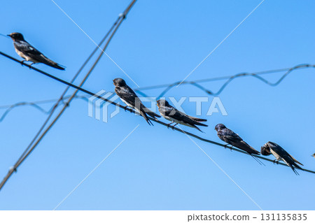 麻雀停在電線上 131135835