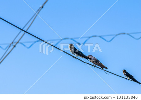 Swallows that stop on electric wires Swallows that stop on electric wires 131135846