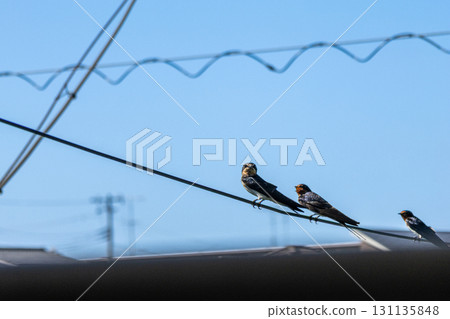 Swallow catching on the wire Swallow catching on the wire 131135848