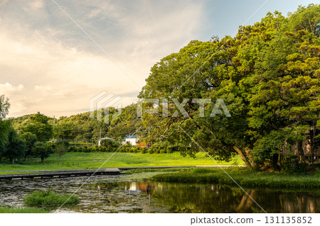 嚴島濕地公園:沐浴在夏日暮色中的池塘和小島(神奈川縣中井町) 嚴島濕地公園:沐浴在夏日暮色中的池塘和小島(神奈川縣中井町) 131135852