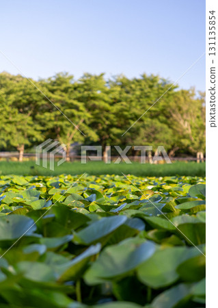 Scenery with a pond 131135854