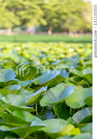 A pond filled with lotus leaves 131135855