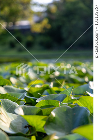 Landscape with lotus pond 131135857