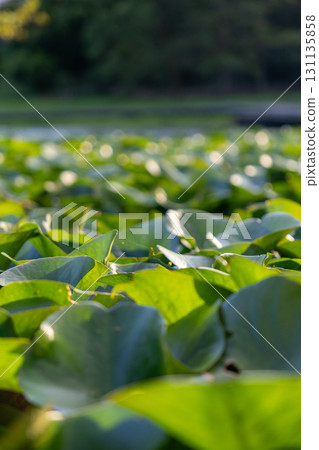 與荷花池的風景 與荷花池的風景 131135858