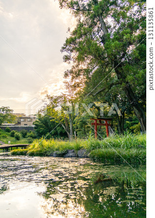 嚴島濕地公園：沐浴在夏日暮色中的紅色鳥居（神奈川縣中井町） 131135861