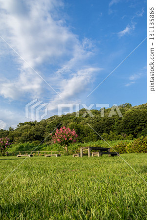 清新的藍天和清新的綠色 131135866