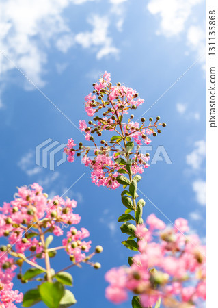 Crape myrtle flowers in the blue sky Crape myrtle flowers in the blue sky 131135868