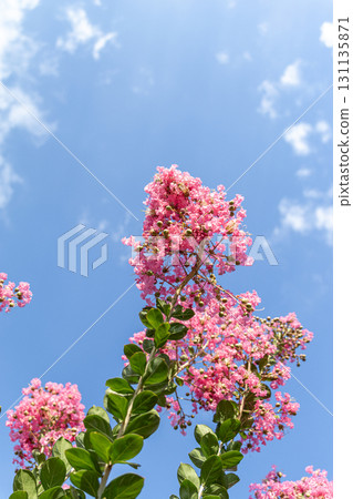 Crape myrtle flowers in the blue sky 131135871