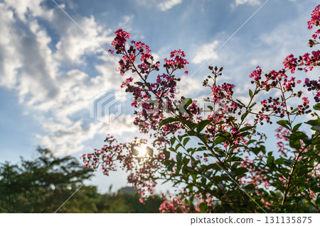 Floral scarlet and blue sky 131135875