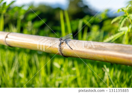 A dragonfly with injured wings resting on a bamboo fence 131135885