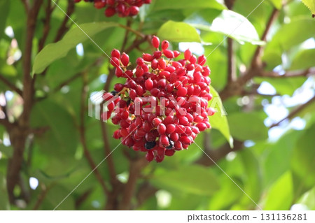 The fruits of the coral tree glisten in the sunlight 131136281