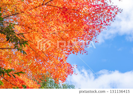 明亮的紅色葉子和藍天 131136415