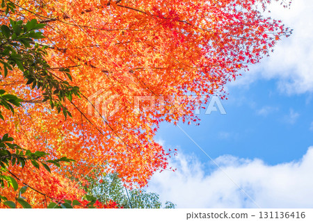 明亮的紅色葉子和藍天 131136416