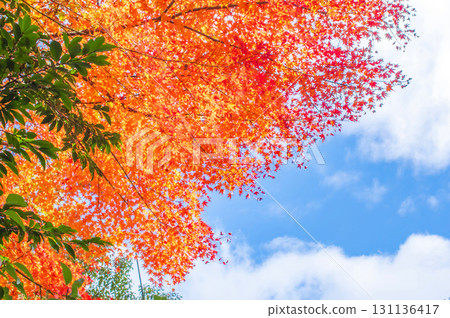 明亮的紅色葉子和藍天 明亮的紅色葉子和藍天 131136417
