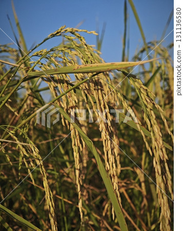 Ear of rice. Close up to rice seeds in paddy field. 131136580