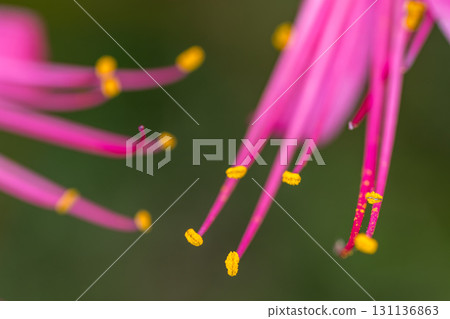 Pollen glow 131136863