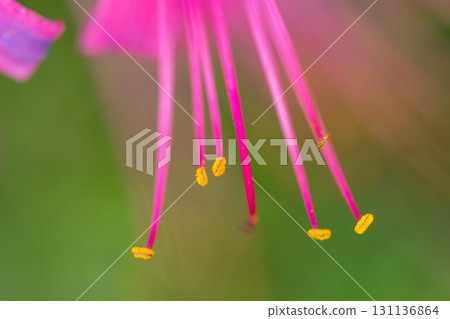 Manjushage pollen 131136864