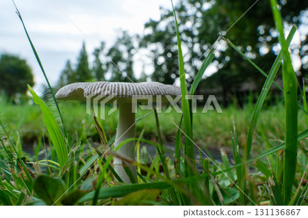 Mushrooms and thatched roofs Mushrooms and thatched roofs 131136867