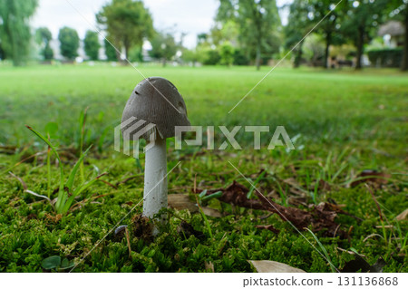 Mushrooms and the Forest Mushrooms and the Forest 131136868