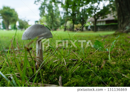 Mushrooms and thatched roofs Mushrooms and thatched roofs 131136869