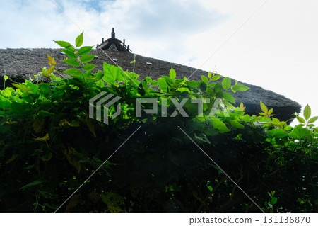 Thatch roof and hedge 131136870